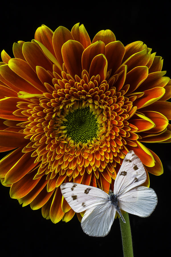 Daisy Photograph - White Butterfly Resting #1 by Garry Gay
