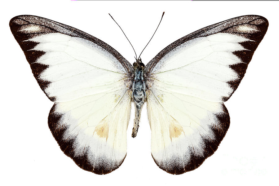White butterfly species Appias lyncida #1 Painting by Pablo Romero
