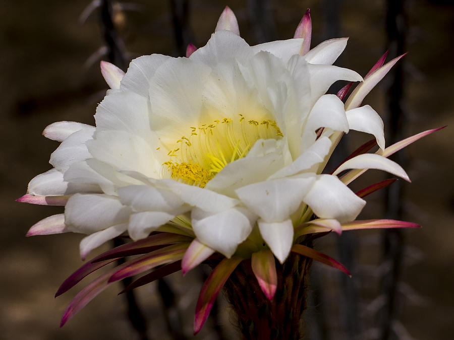 White Cactus Flower #1 Photograph by Jean Noren
