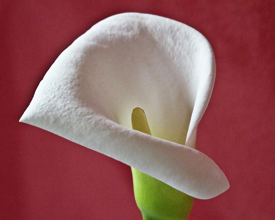 White Calla #1 Photograph by Heiko Koehrer-Wagner