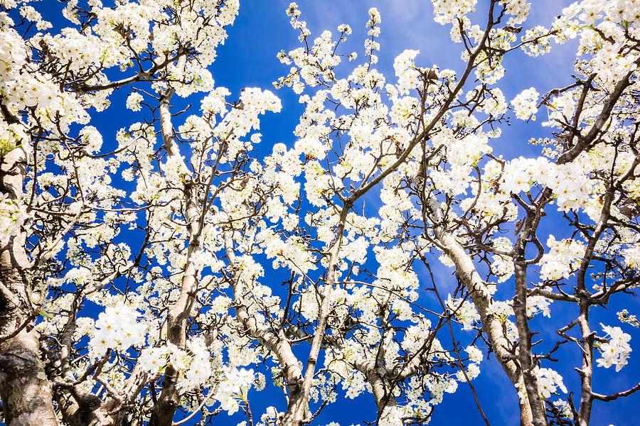 White Cherry Blossoms Blooming In Spring #1 Photograph by Alex Grichenko