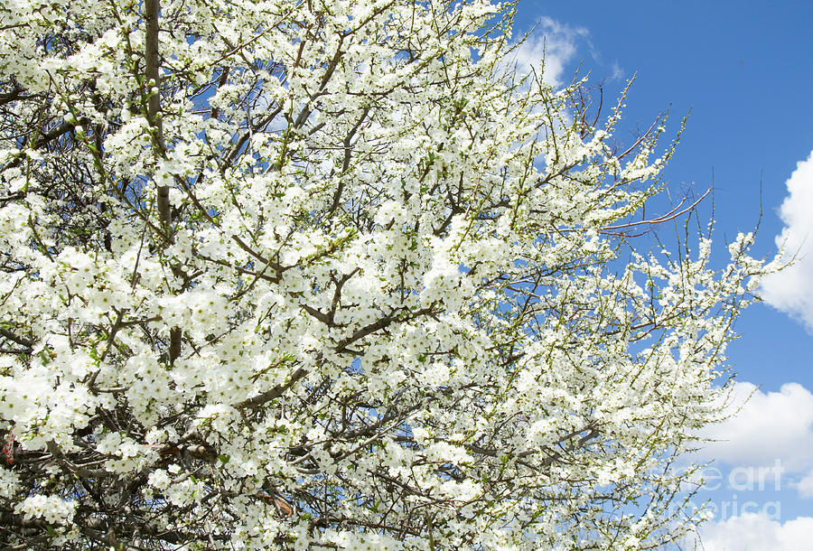 White cherry in blossom #1 Photograph by Irina Afonskaya
