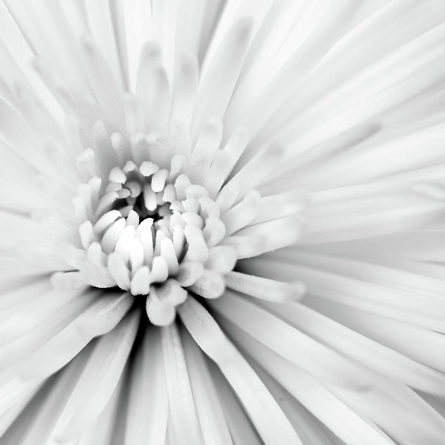 White Chrysanthemums Photograph