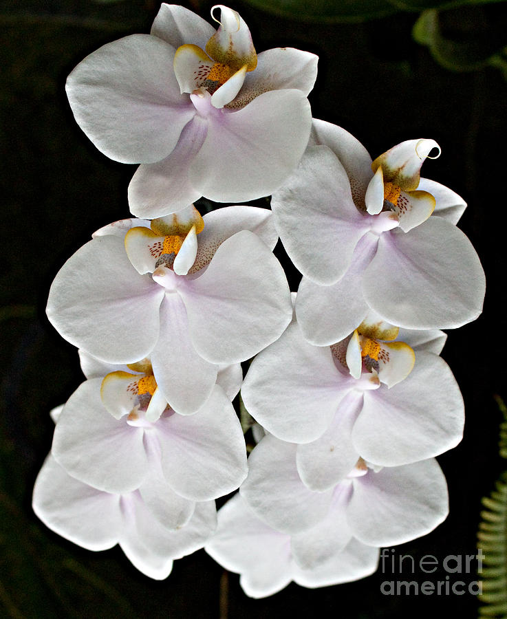Orchid Photograph - White Cluster #1 by Robert Sander