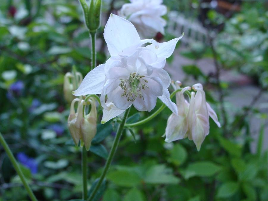 White Columbine #1 Photograph by Anthony Seeker