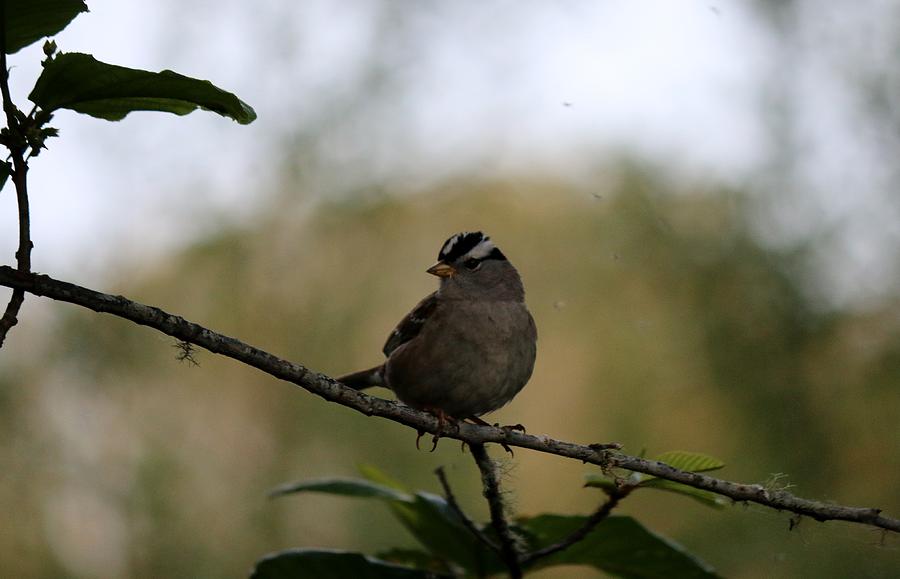 White-crowned sparrow 2  #1 Photograph by Christy Pooschke