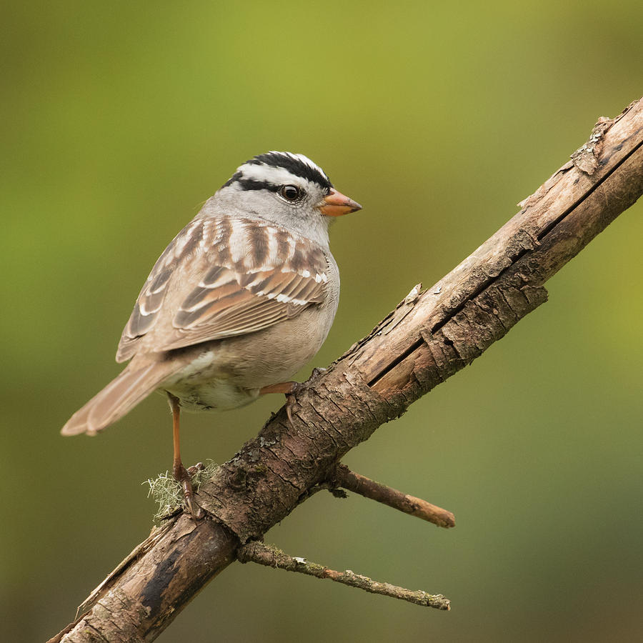 White-crowned Sparrow #1 Photograph by Angie Vogel