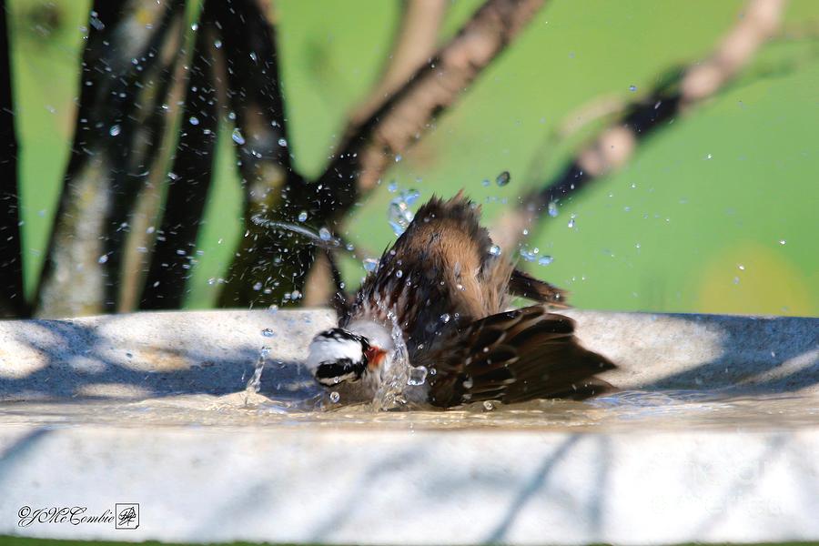 White-Crowned Sparrow Bathing #5 Photograph by J McCombie