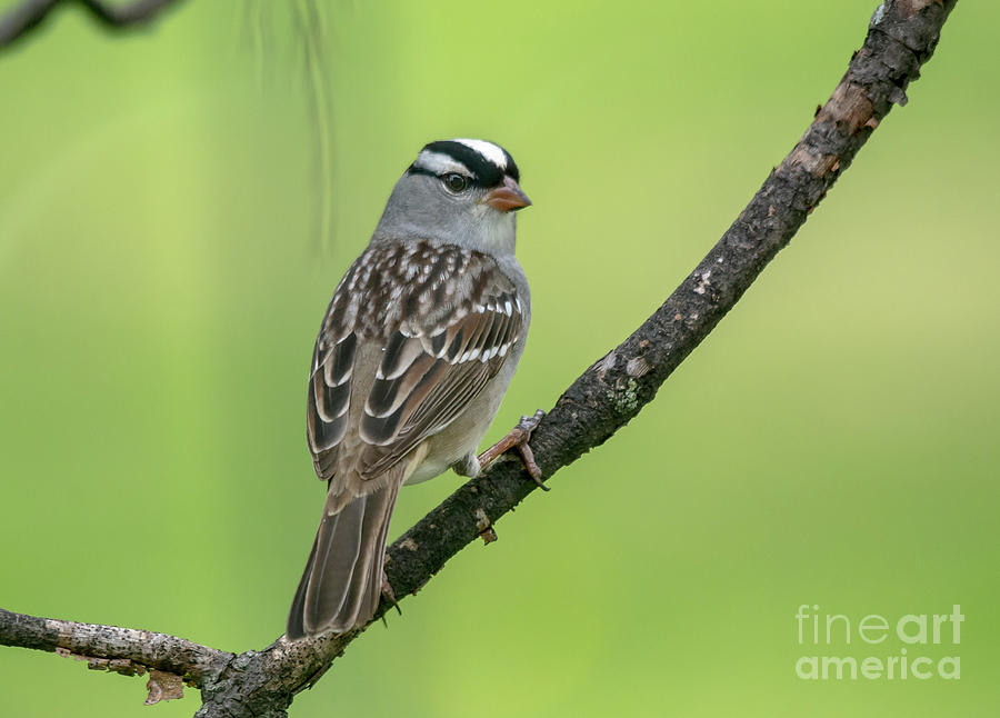 White-Crowned Sparrow #1 Photograph by Cheryl Baxter