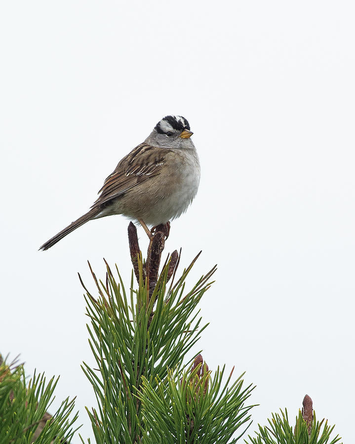 White Crowned Sparrow #1 Photograph by Jim Zablotny