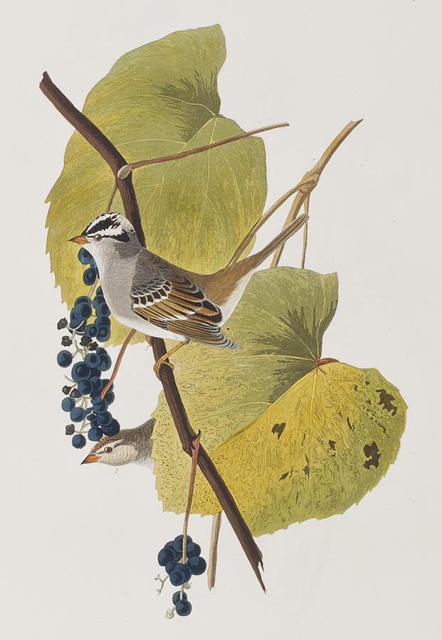 John James Audubon Painting - White-crowned Sparrow by John James Audubon