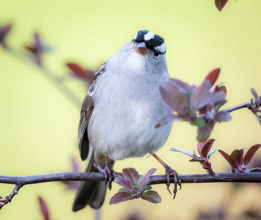 Bird Photograph - White-Crowned Sparrow  #1 by Ricky L Jones