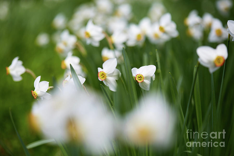 White daffodils #1 Photograph by Ragnar Lothbrok