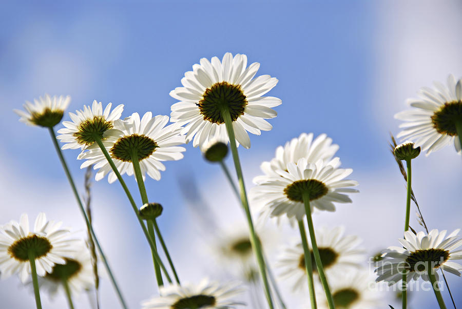 Daisy Photograph - White daisies and sky by Elena Elisseeva