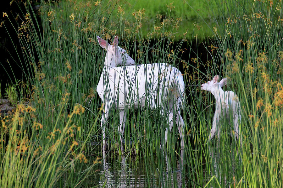 White Deer Wading in Water #1 Photograph by Brook Burling