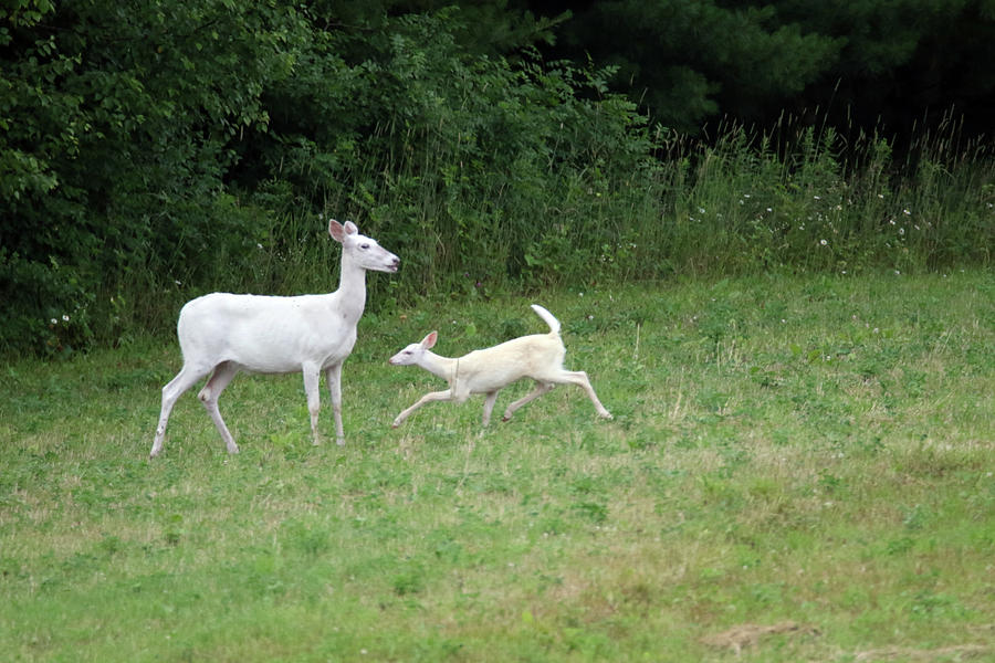 White Doe and Fawn #1 Photograph by Brook Burling