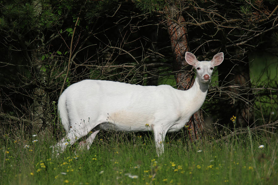 White Doe #1 Photograph by Brook Burling