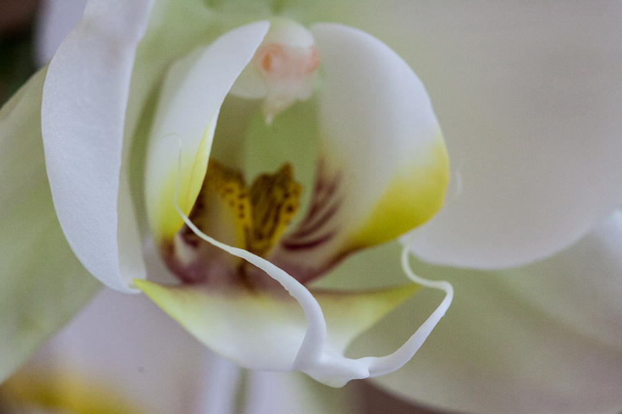 White Doritaenopsis #2 Photograph by Jeff Folger