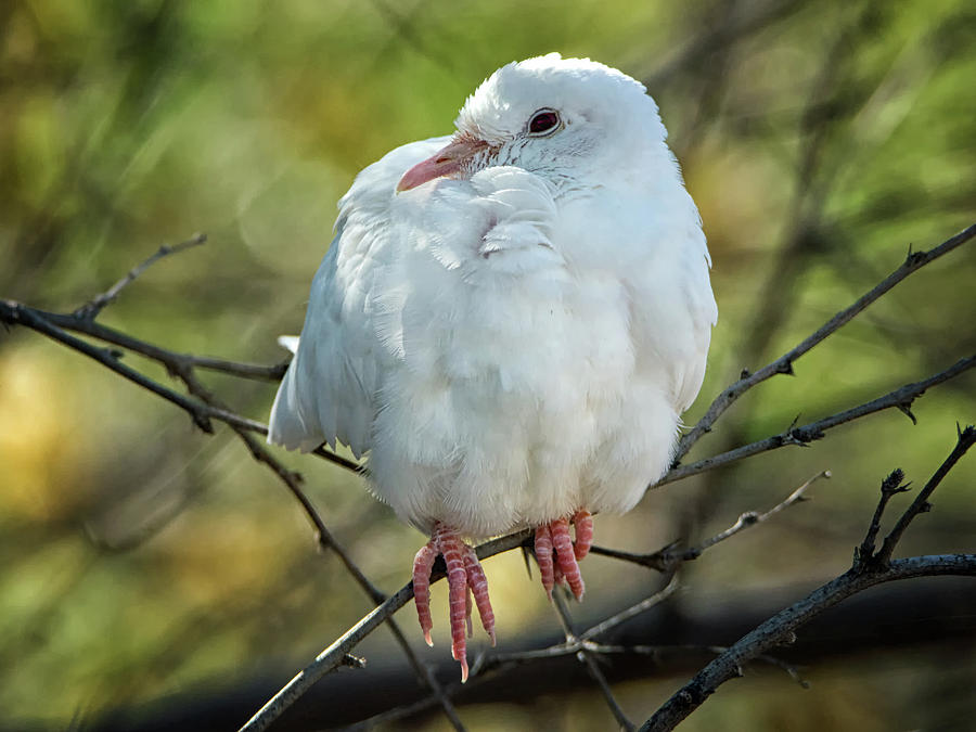 White Dove #1 Photograph by Tam Ryan