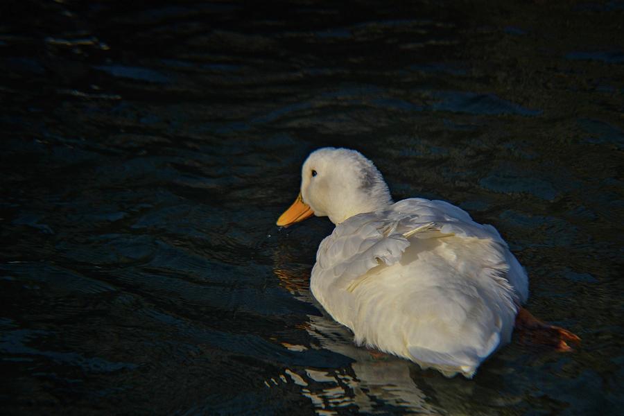 Nature Photograph - White duck #1 by Sanja