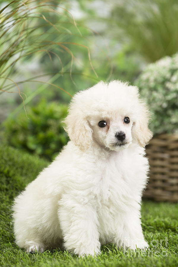 white poodle dog