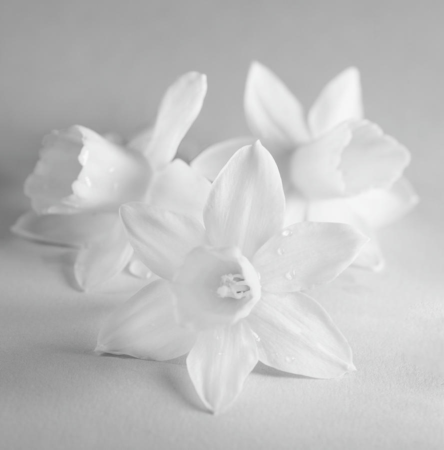 Easter Photograph - White Mini Narcissus 3 by Iris Richardson
