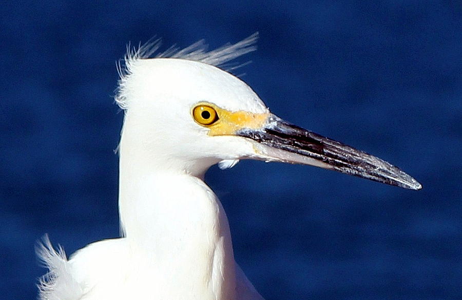 White Egret Portrait Photograph #2 Photograph by Kimberly Walker
