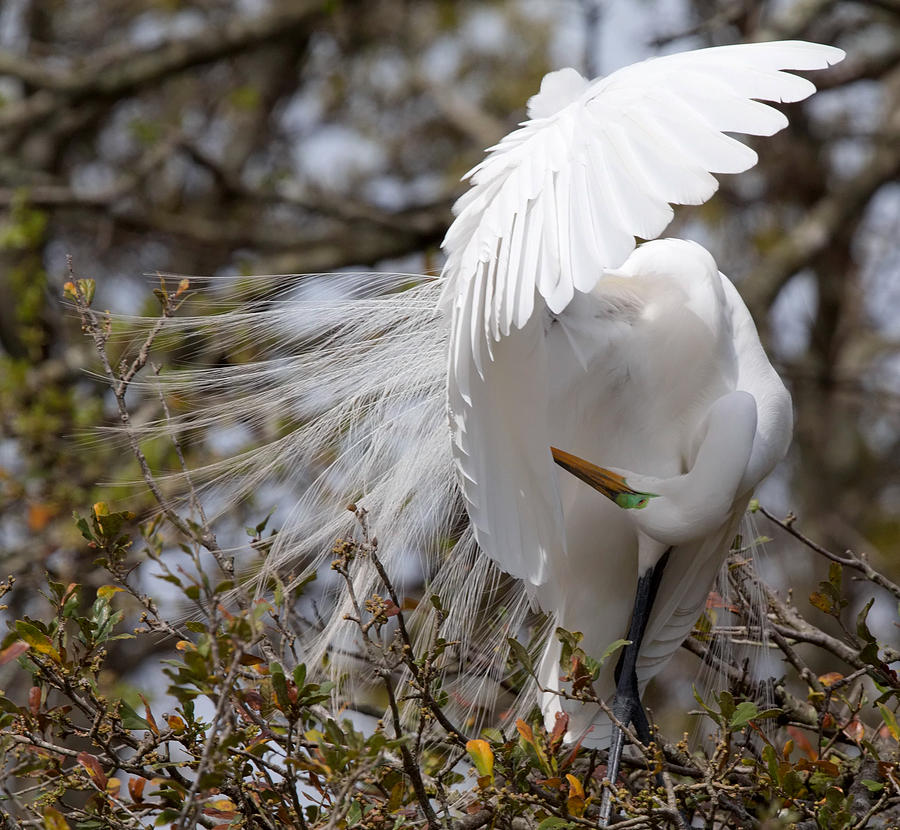 White Egret preening #1 Photograph by Jack Nevitt