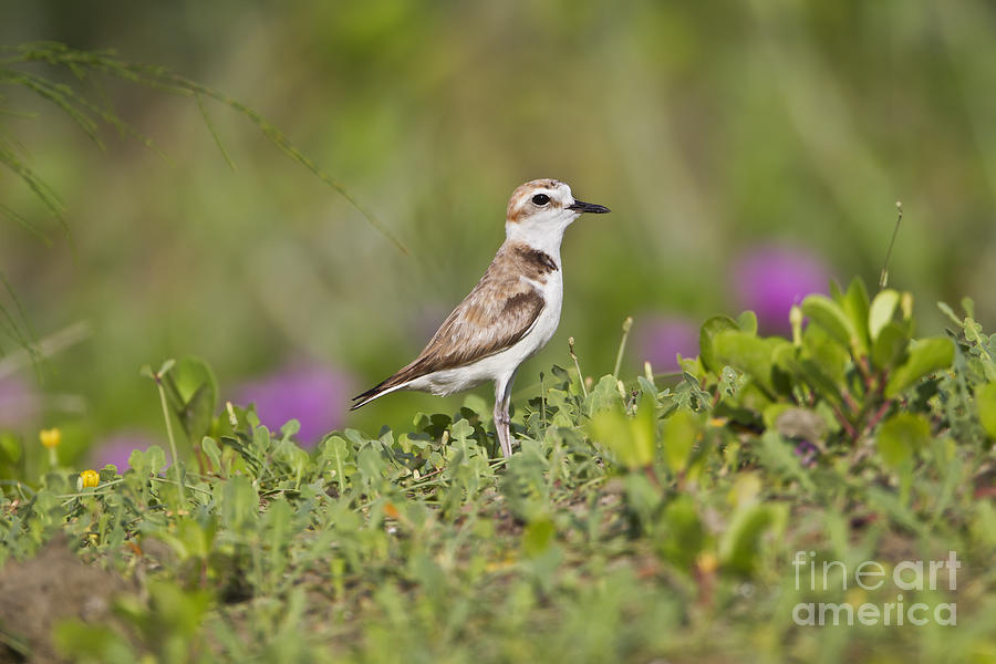 White-faced Plover #1 Photograph by Martin Hale/FLPA