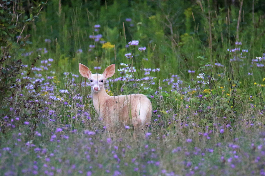 White Fawn in Wildflowers #1 Photograph by Brook Burling