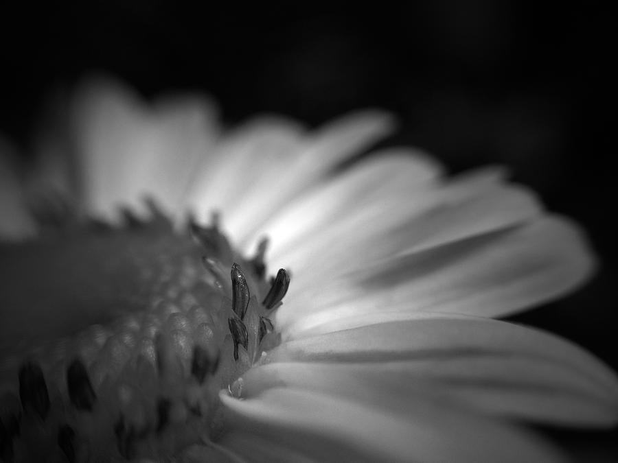 Black And White Photograph - White flower #1 by Damijana Cermelj