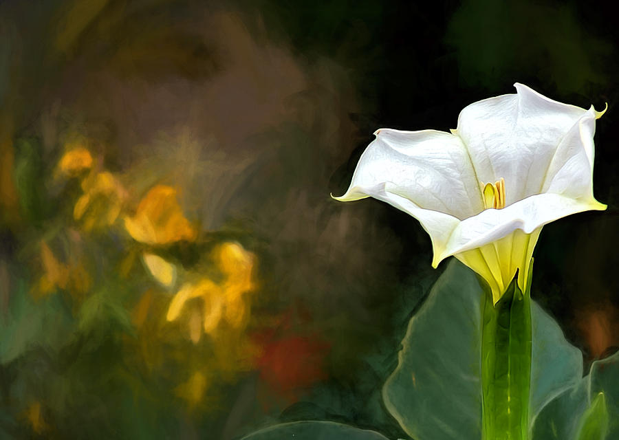 Lily Photograph - Awakening Flower by Maria Coulson