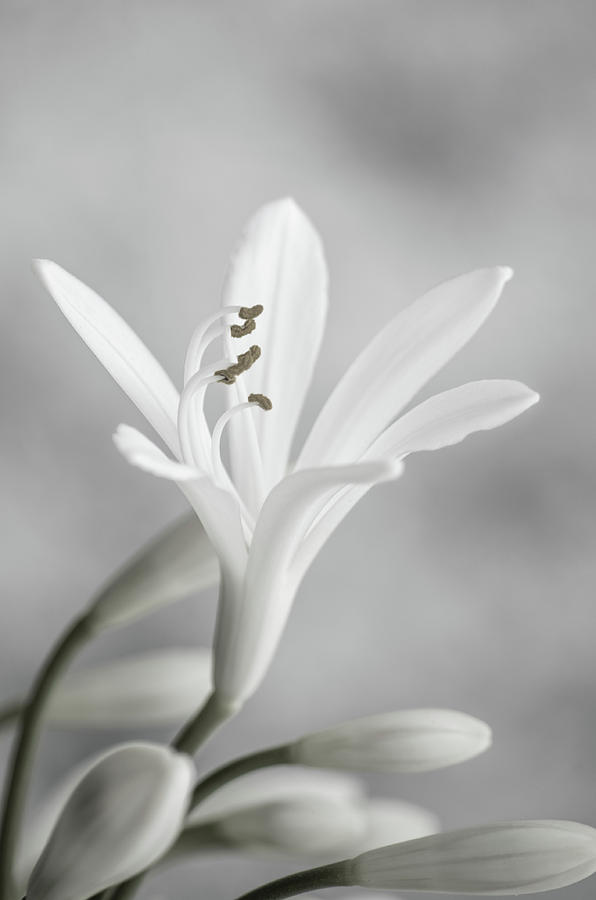 White flower #2 Photograph by Paulo Goncalves