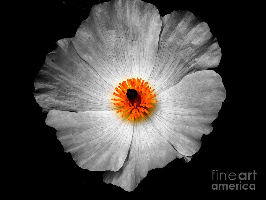 White Flower #1 Photograph by Sylvie Leandre