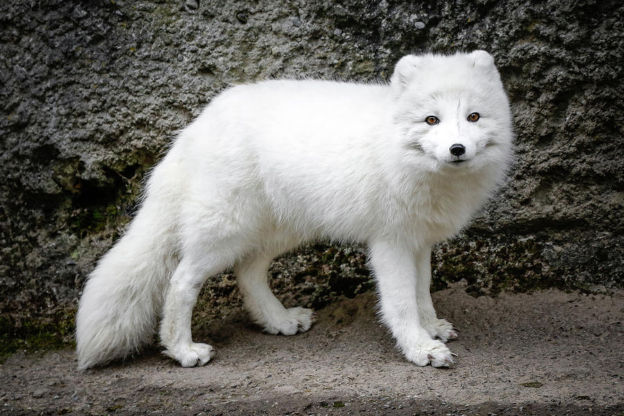 White Fox III #1 Photograph by Athena Mckinzie