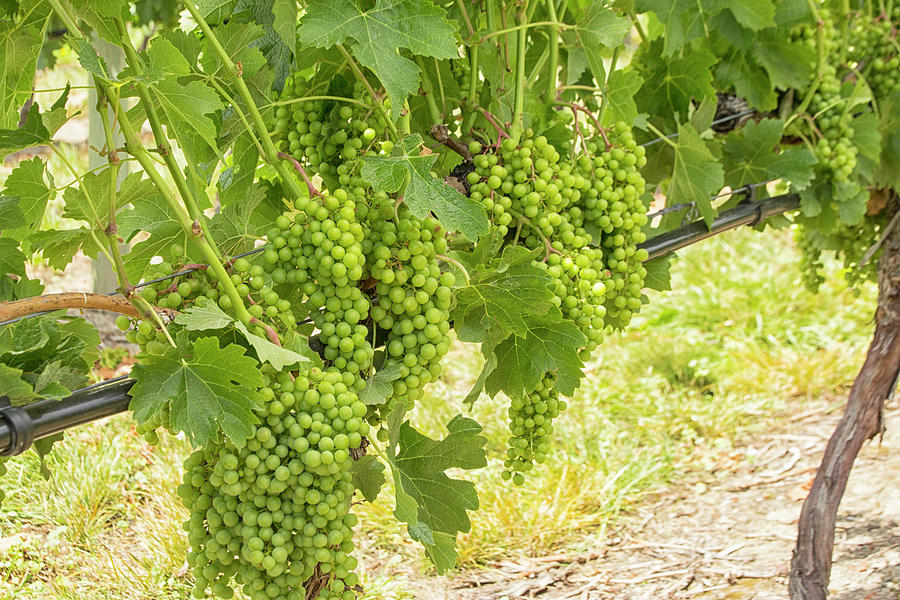 Delicious white grapes hanging in a vineyard Photograph by Patricia Hofmeester