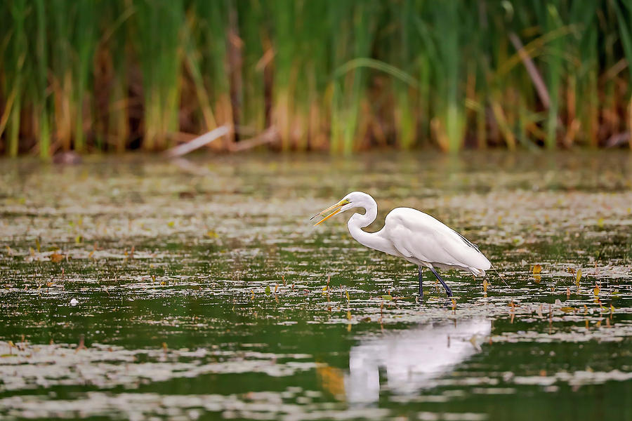 White, Great Egret #1 Photograph by Peter Lakomy
