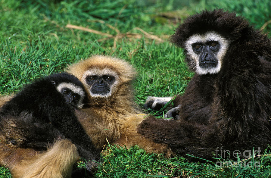 Image - Hylobates lar (White-handed Gibbon)