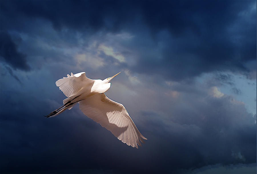 White Heron  #1 Photograph by Gouzel -