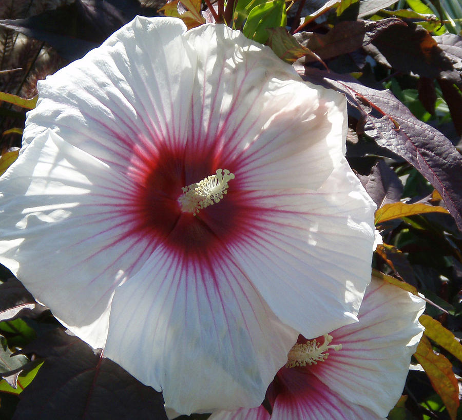 White Hibiscus #2 Photograph by Debra Martelli