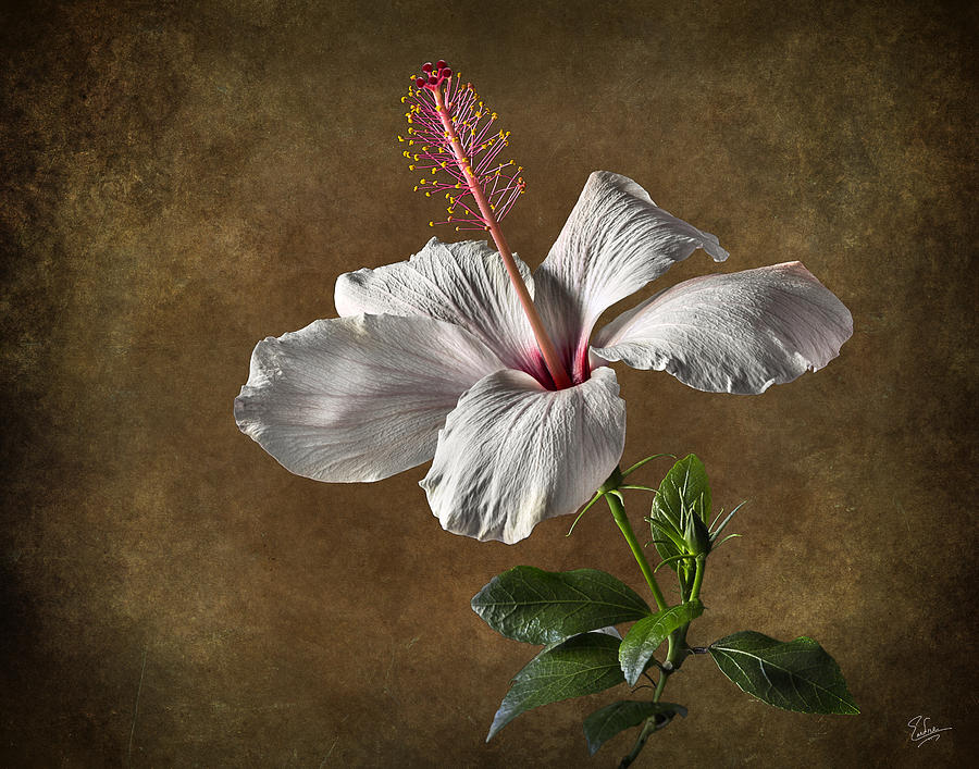 White Hibiscus #1 Photograph by Endre Balogh