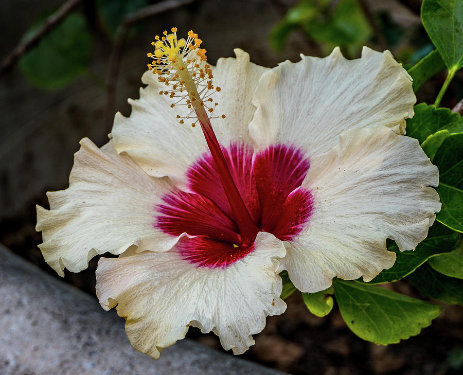 White hibiscus #1 Photograph by Jane Luxton