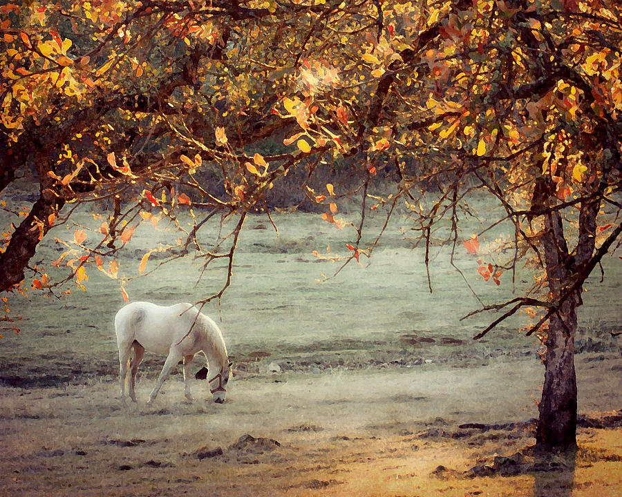 White Ranch Horse Photograph by Amy Neal