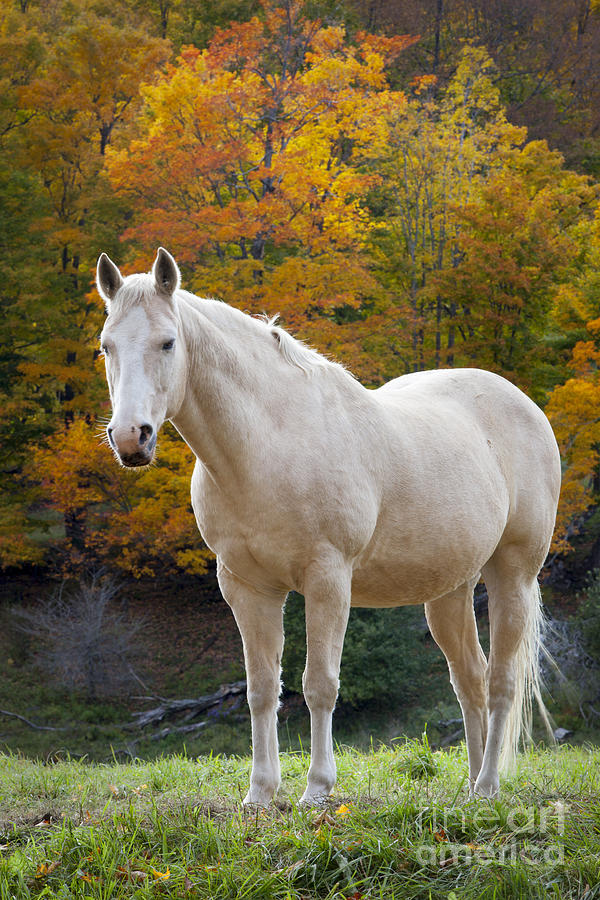 White Horse in Autumn #3 Photograph by Brian Jannsen