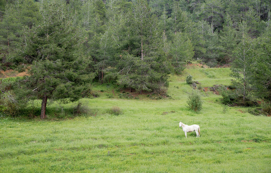 White horse in the field #1 Photograph by Michalakis Ppalis