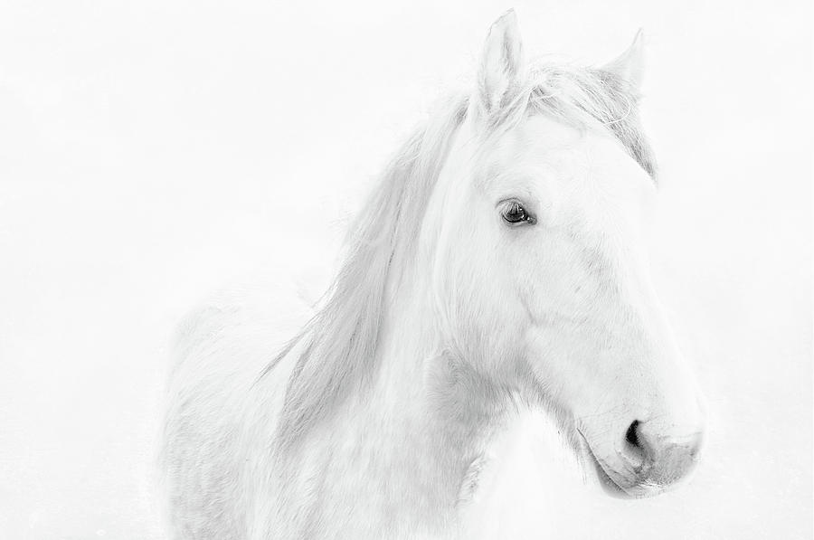 White Photograph - White Horse #1 by Jacqi Elmslie