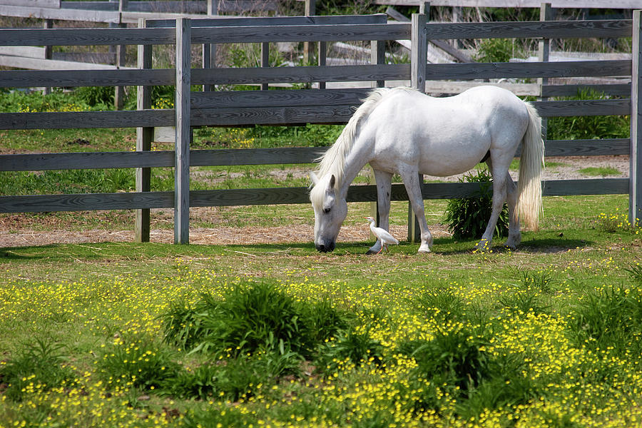 White Horse #1 Photograph by Jill Lang