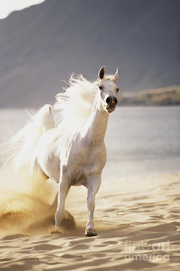 white horses on the beach