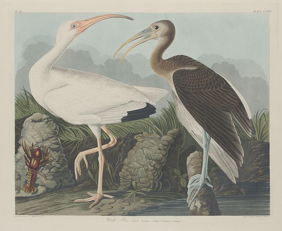 John James Audubon Drawing - White Ibis #1 by Dreyer Wildlife Print Collections 