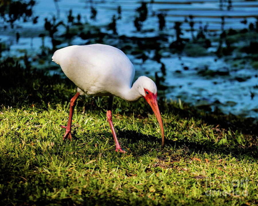 Nature Photograph - White Ibis #1 by Thomas Marchessault